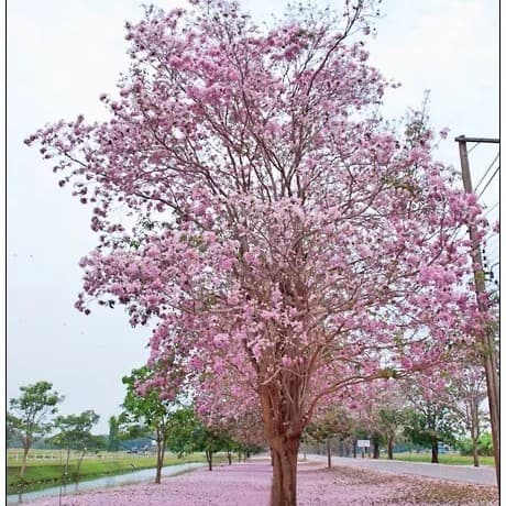ทั้งต้น — ต้นกัลปพฤกษ์
