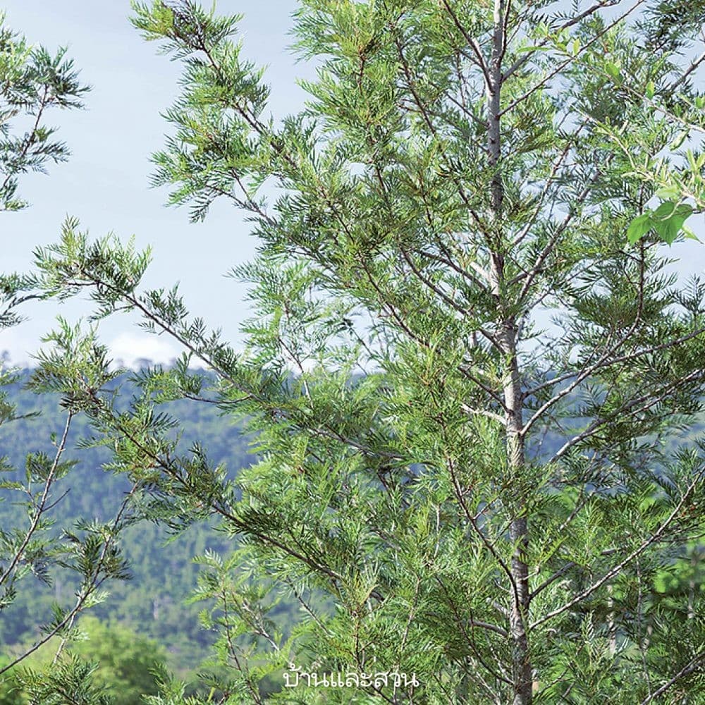 ดอก / ผล — ต้นซิลเวอร์โอ๊ค