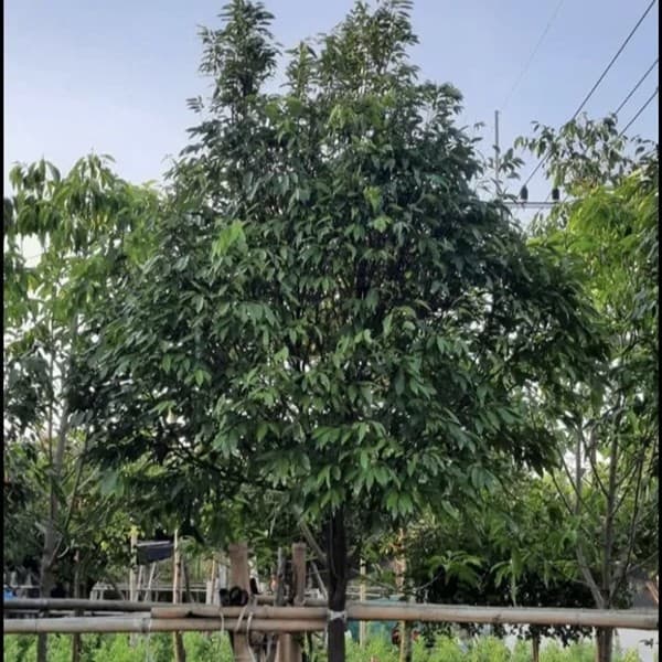 ทั้งต้น — ต้นลำดวน