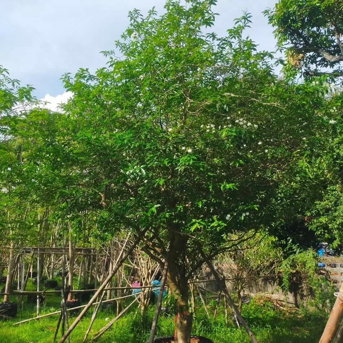 ทั้งต้น — ต้นพุดมาลัย