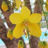 ดอก / ผล — ต้นราชพฤกษ์