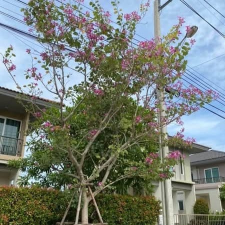 ทั้งต้น — ต้นชาฮอลแลนด์