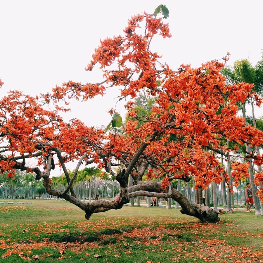 ทั้งต้น — ต้นทองกวาว